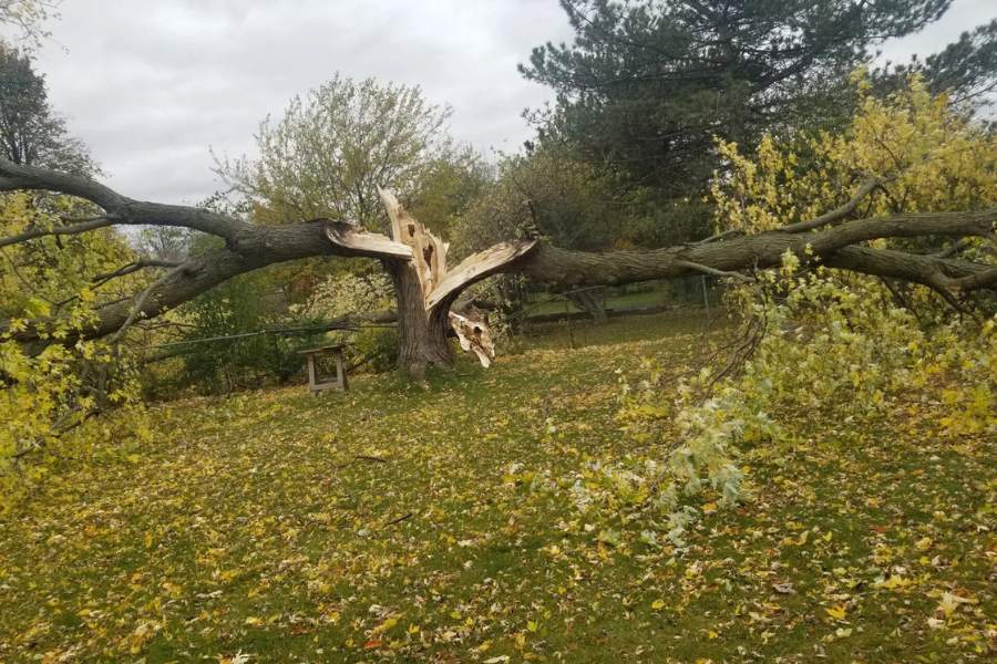 treiiie emergency tree care